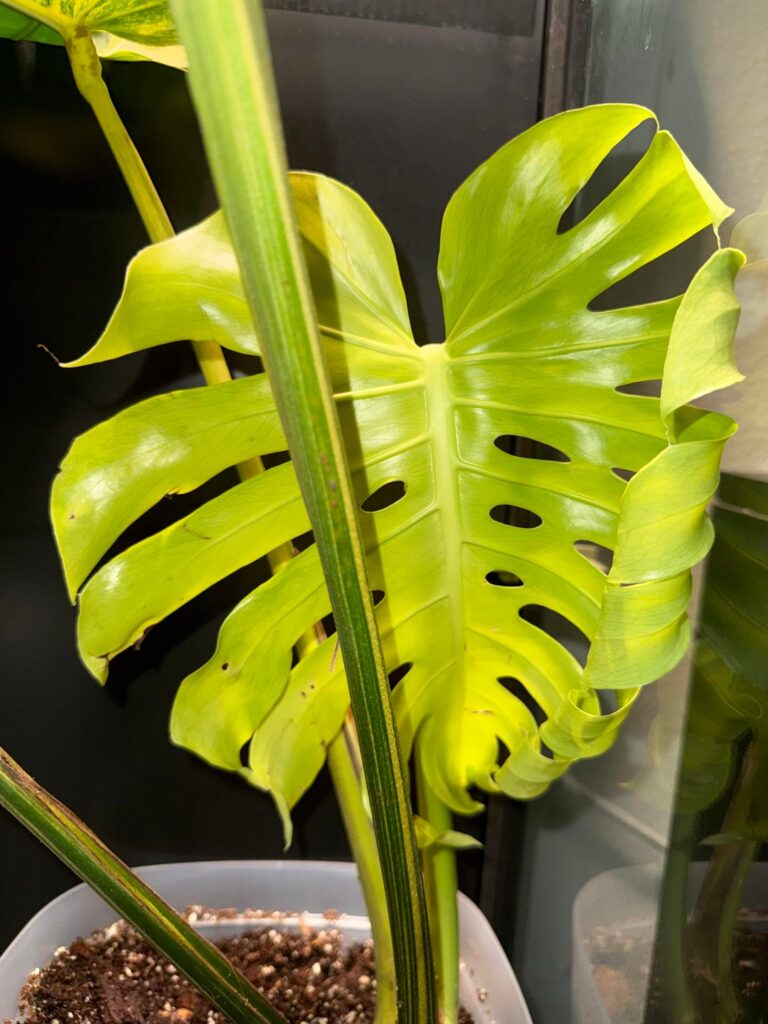 Yellow Marilyn Variegation Yellow Marilyn Variegation