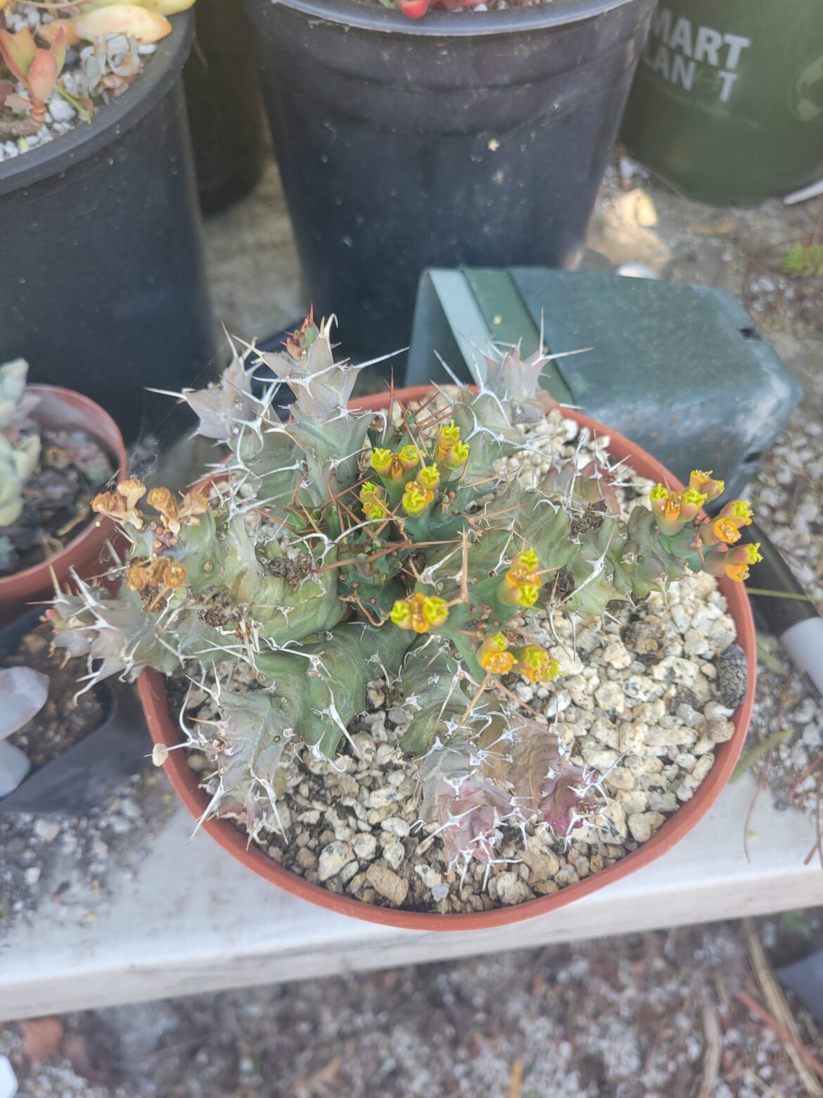 Help with ID'ing this guy?