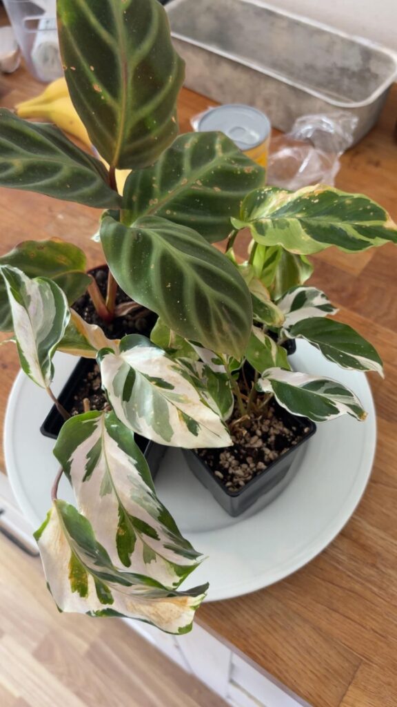 What causes them to look like this?