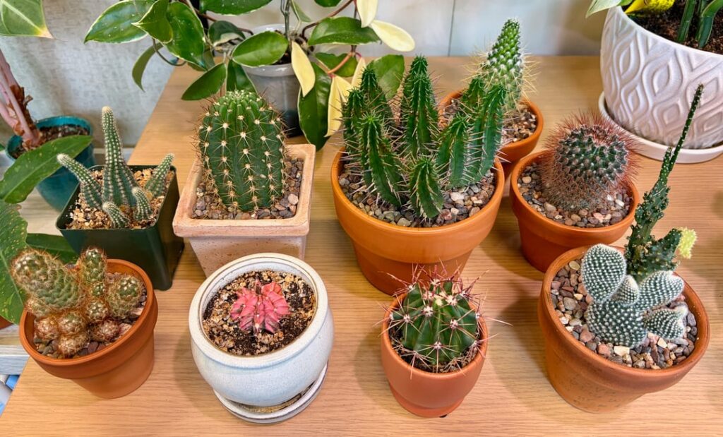 Office Cacti