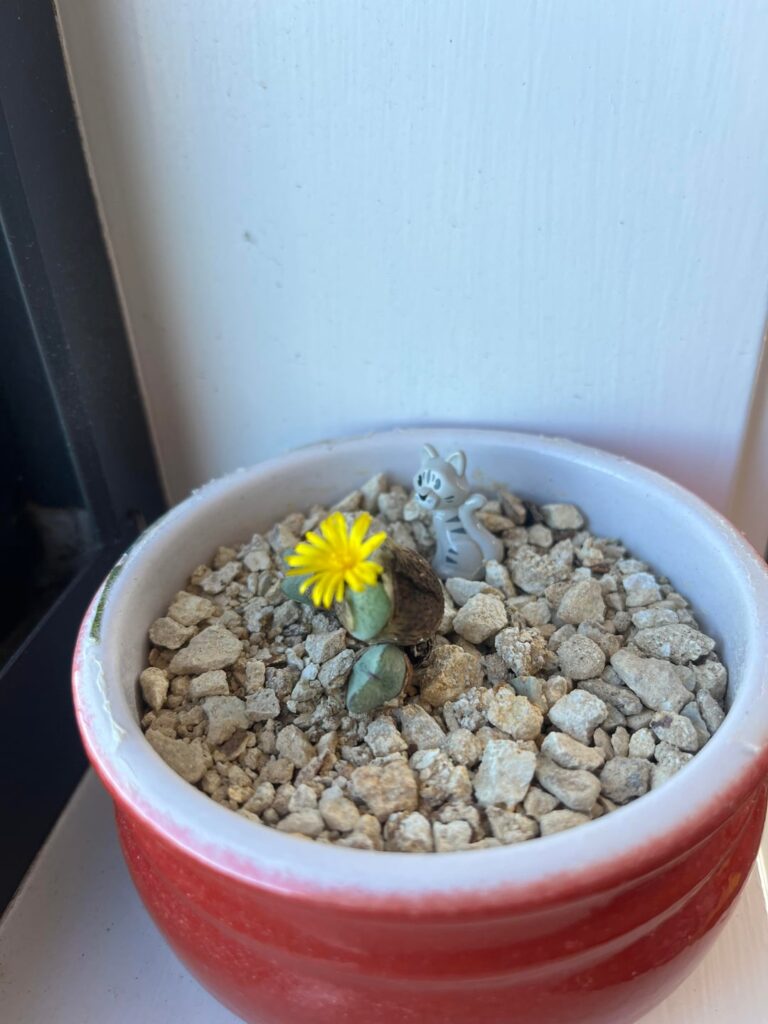 My first ‘living stone’ started to flower just when I thought it was dying. My first ‘living stone’ started to flower just when I thought it was dying.