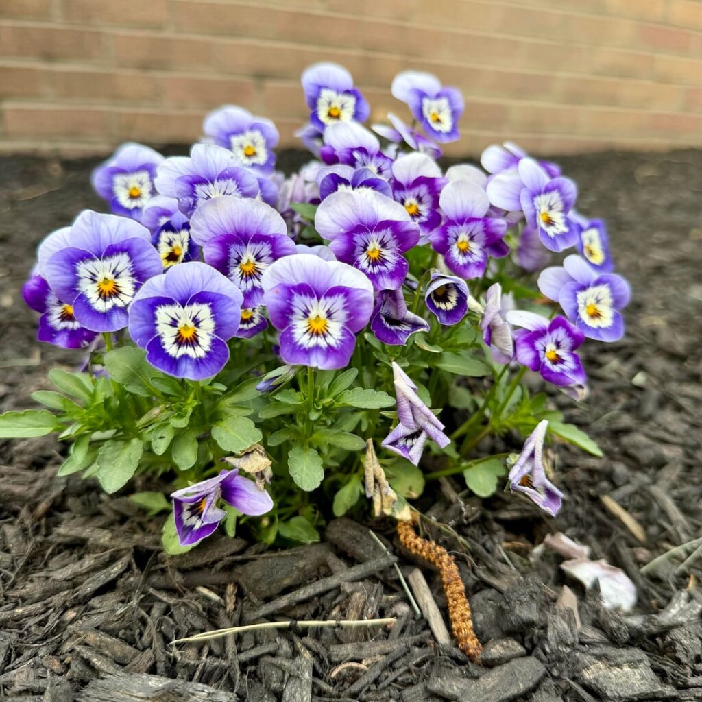 Pansies that I planted these 2 years ago and they keep coming back.