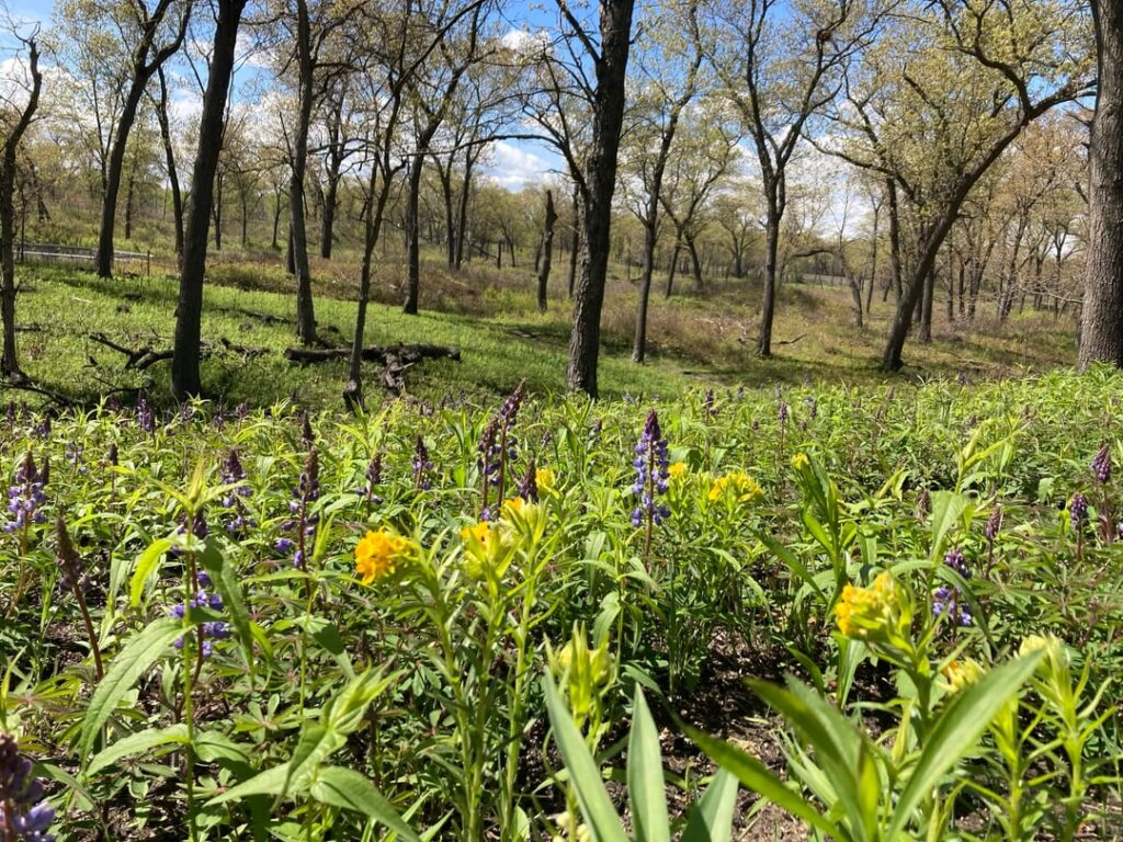 Wild lupine, hoary puccoon and eastern columbine blooming in dunes near Lake Michigan