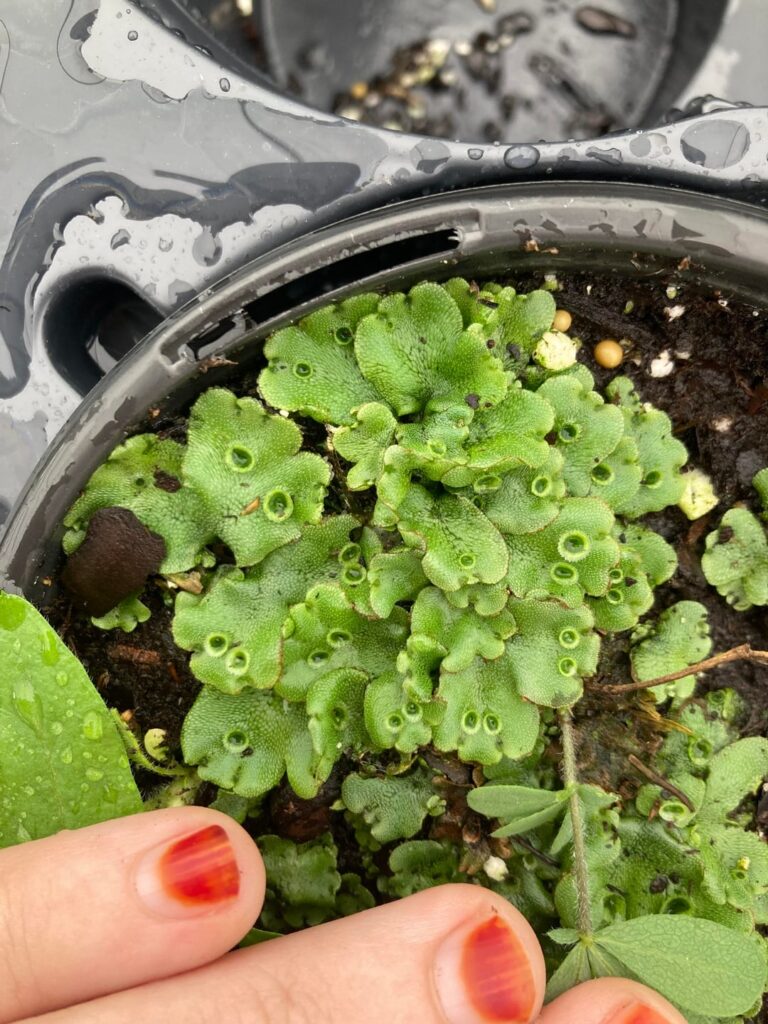 what is this low and flat plant growing over the soil in greenhouse nursery pots? what is this low and flat plant growing over the soil in greenhouse nursery pots?