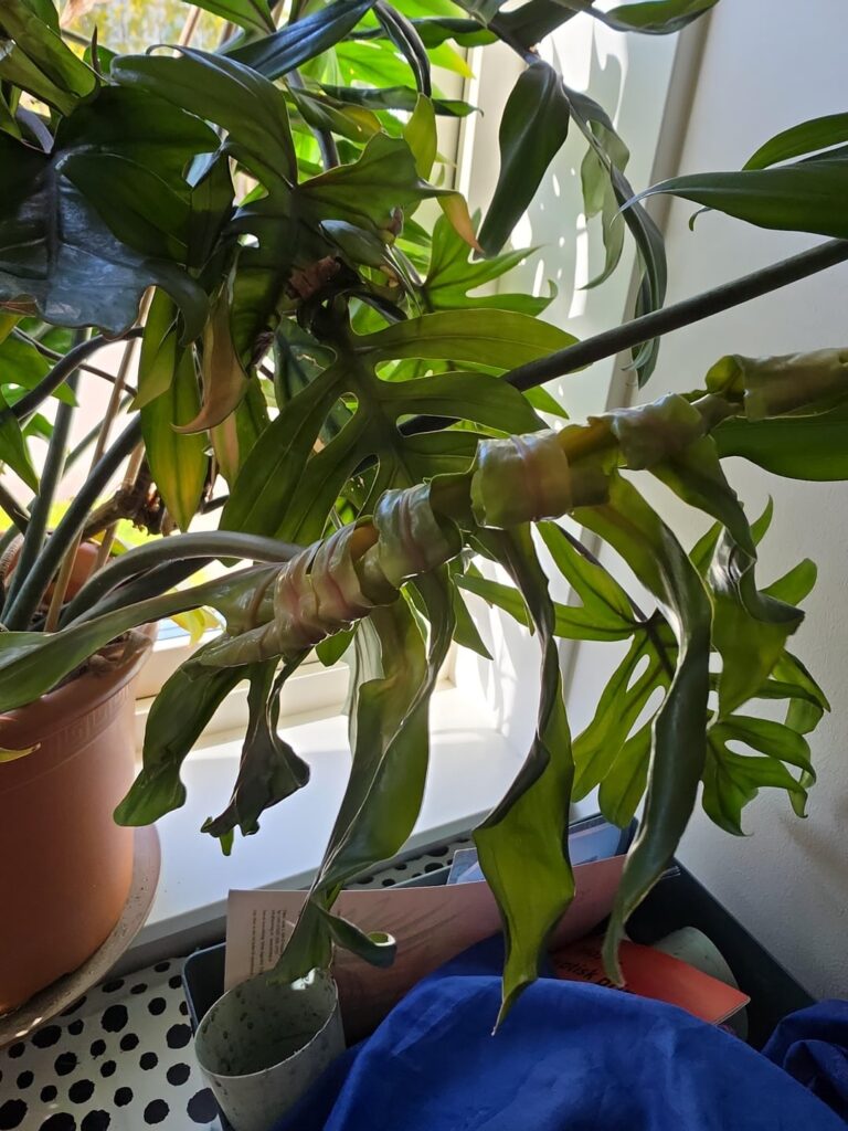 New Philodendron mayoi leaves not unfurling properly