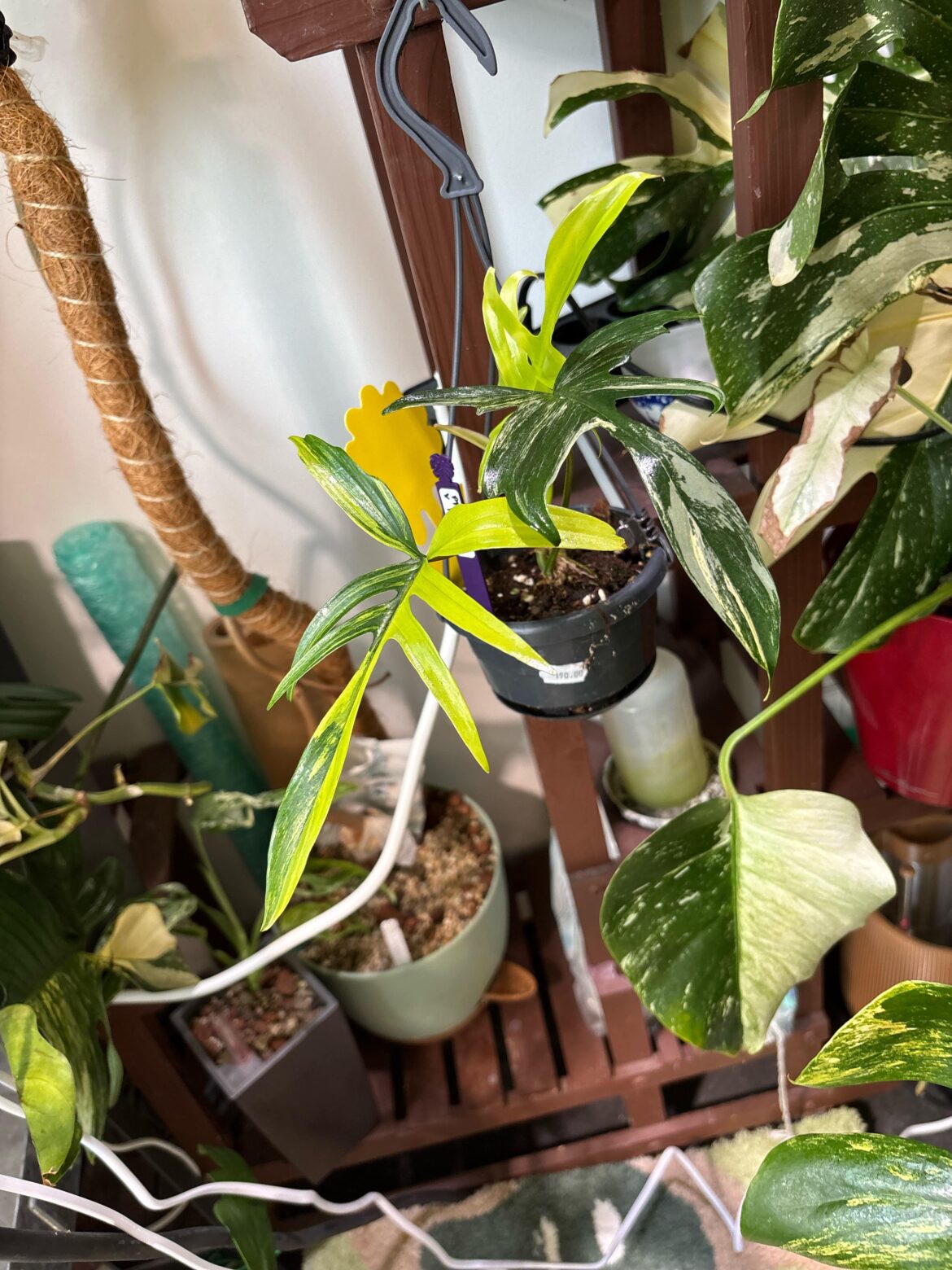 Philodendron Florida Beauty x polypodioides