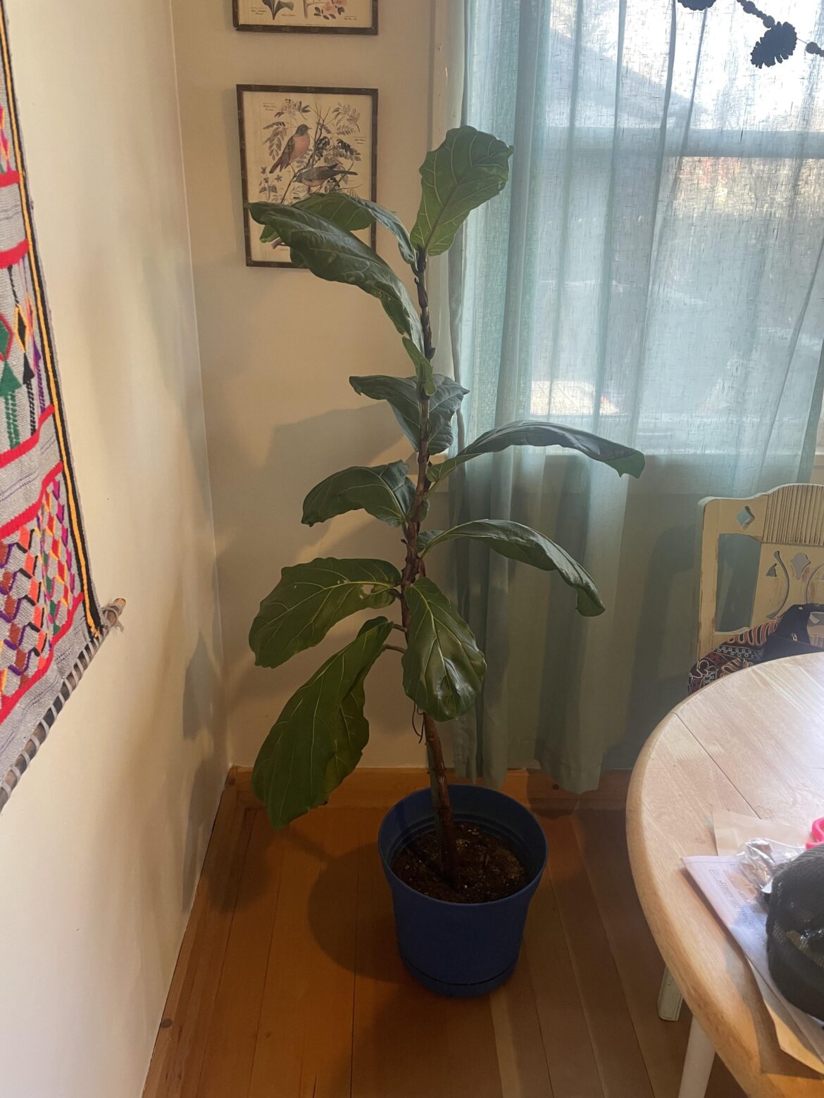 Help on my quest to revive my neighbors drooping FLF! Help on my quest to revive my neighbors drooping FLF!
