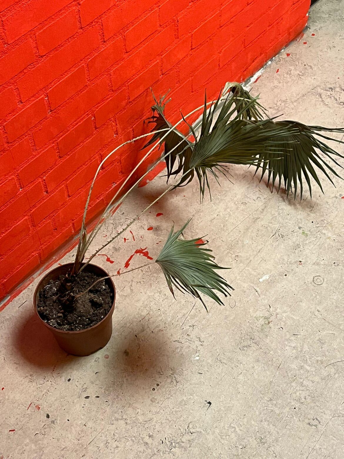 I killed 6 plants in 2 years before I figured out what was wrong