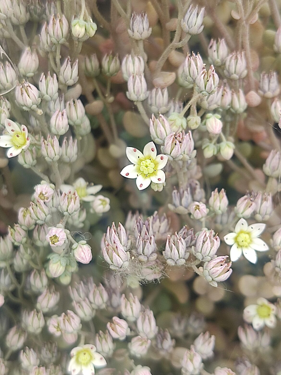 Sedum dasyphyllum, or Corsican stonecrop