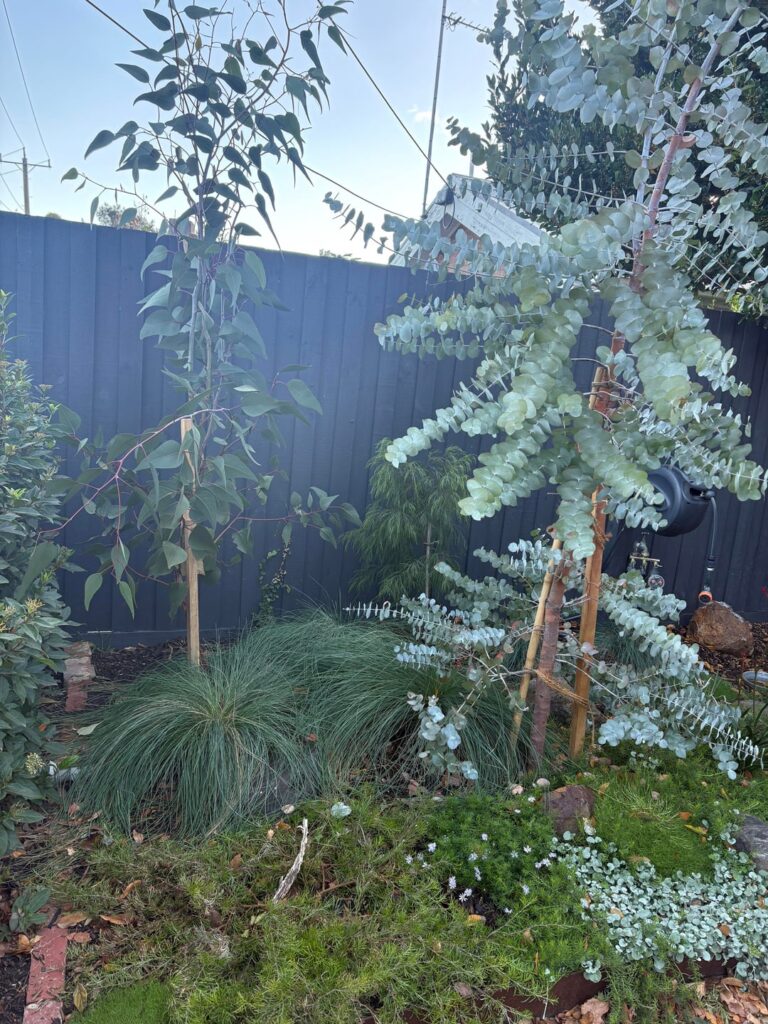 Native Garden empty area help! Native Garden empty area help!