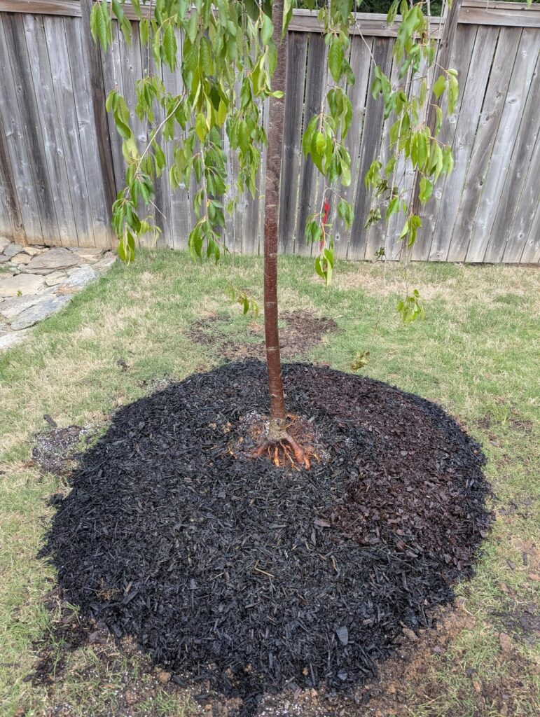 Newly planted 7ft weeping cherry. Thoughts?