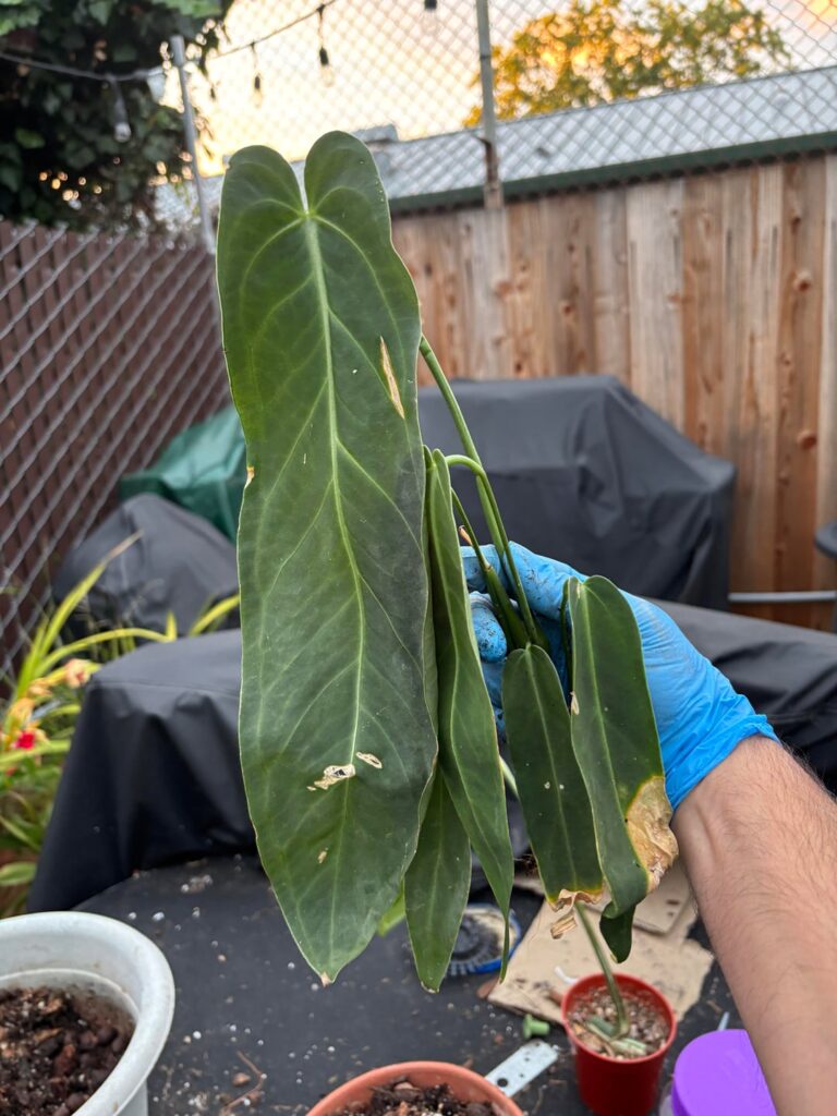 Anthurium princes of hearts big mistake Anthurium princes of hearts big mistake