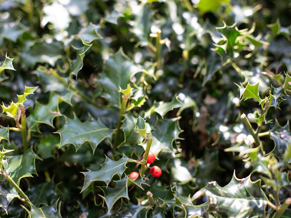 a close up nature image of spiky holy growing in london.