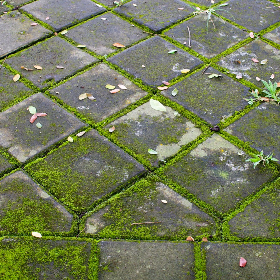 Mossy stone paving tiles with fallen leaves moss covered square stone paving tiles with scattered fallen leaves and small weeds growing between cracks, outdoor walkway texture, natural green patina, damp weathered surface.