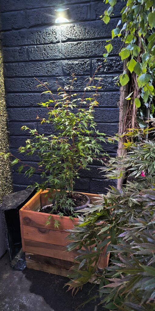 Bought a tree built a planter
