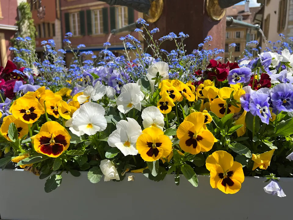 Close-up of hybrid horned pansy flower at Nidau, Bern Canton, Switzerland