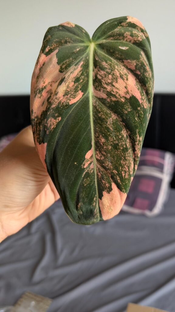 Got this beauty in the mail today but I’m a bit worried… Got this beauty in the mail today but I'm a bit worried...