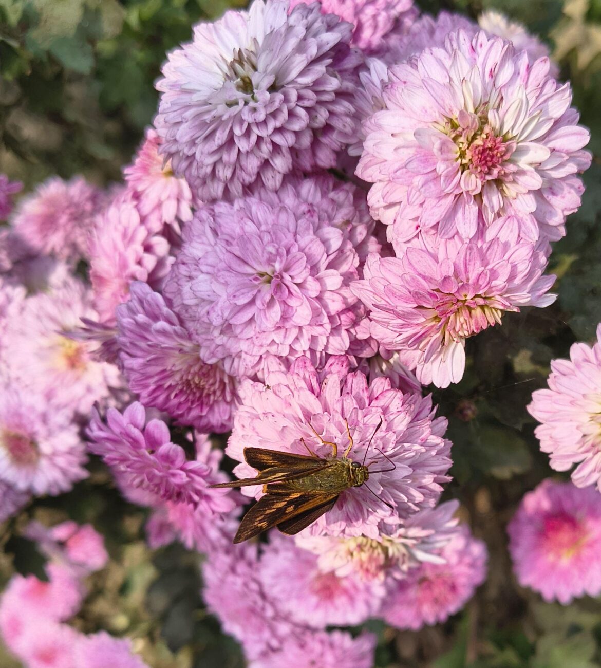 Chrysanthemum [OC]