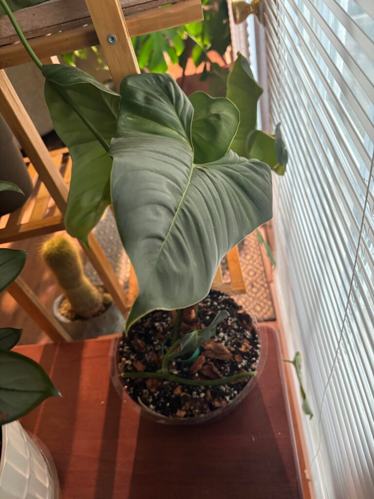 Gifted plant ID? Gifted plant ID?
