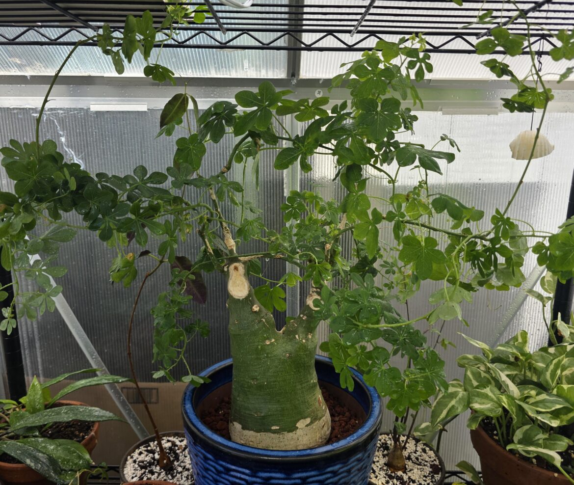 Adenia Glauca Update