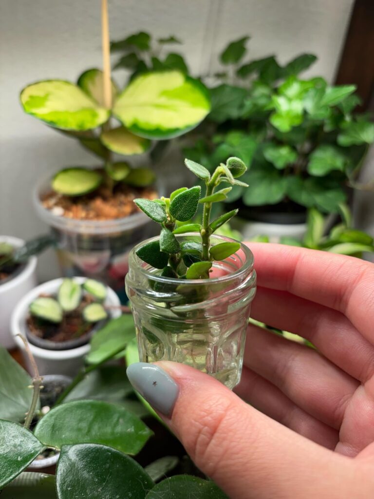 Peduncles on propogation