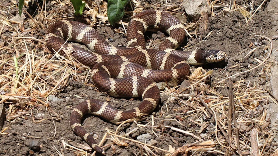 Common Kingsnake