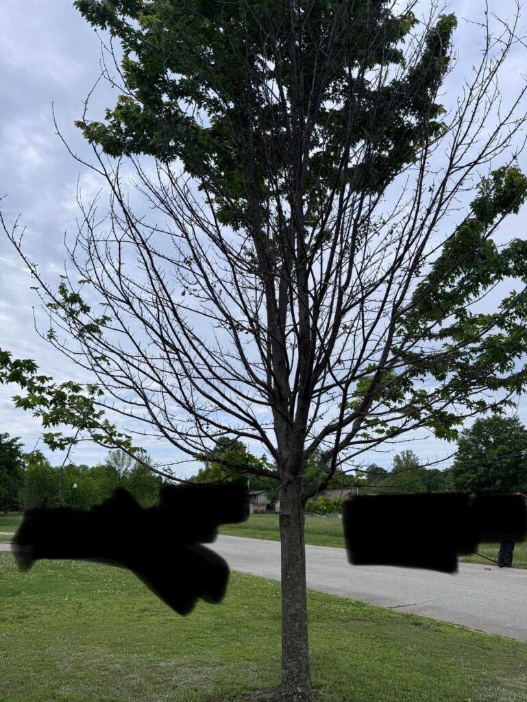 Any insight to what’s wrong with this tree?