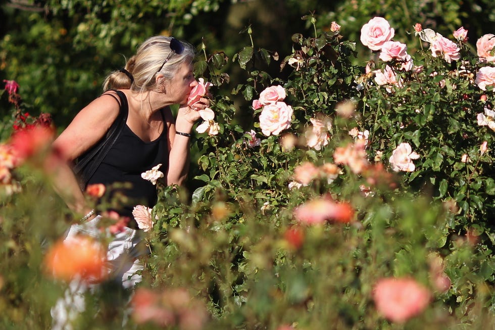 roses in London woman smelling peach roses in queen mary's gardens in regent's park