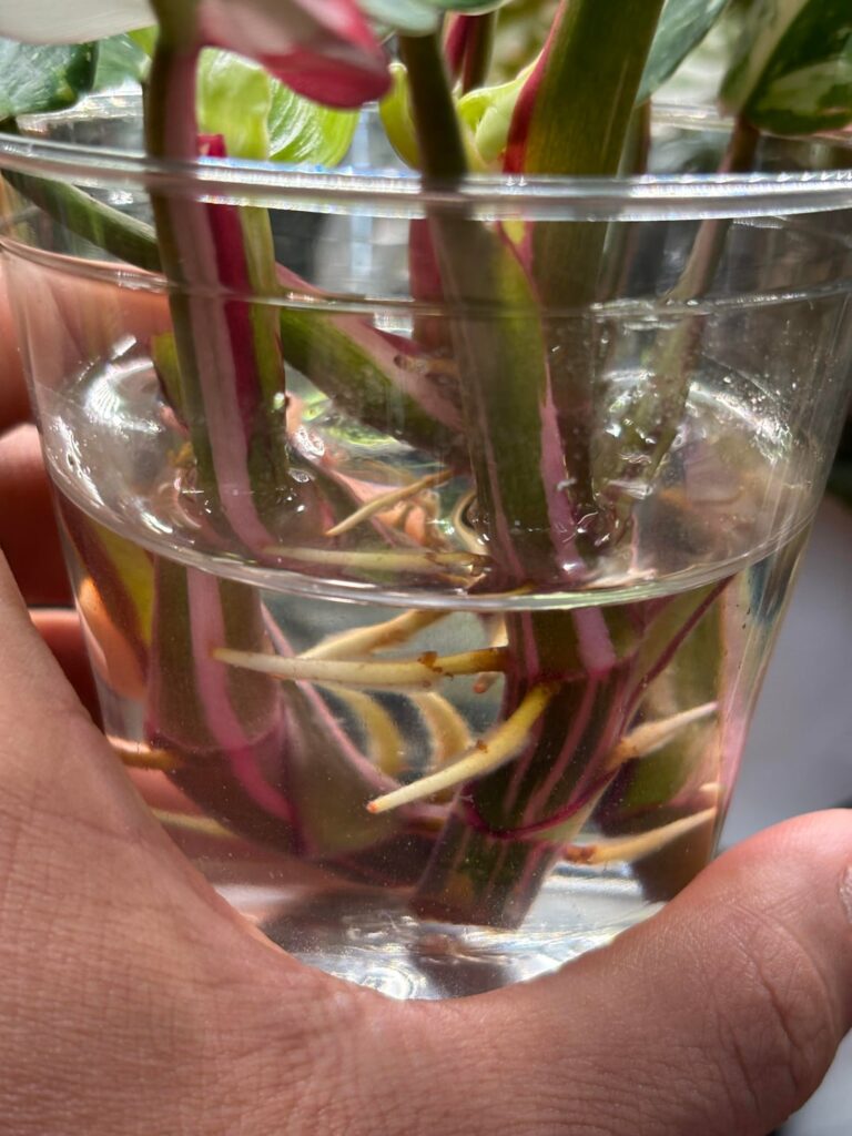 Are these philodendron cuttings ready to be potted yet?
