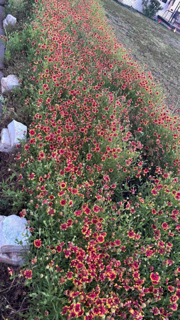 Blanket Flower & Plains Coreopsis