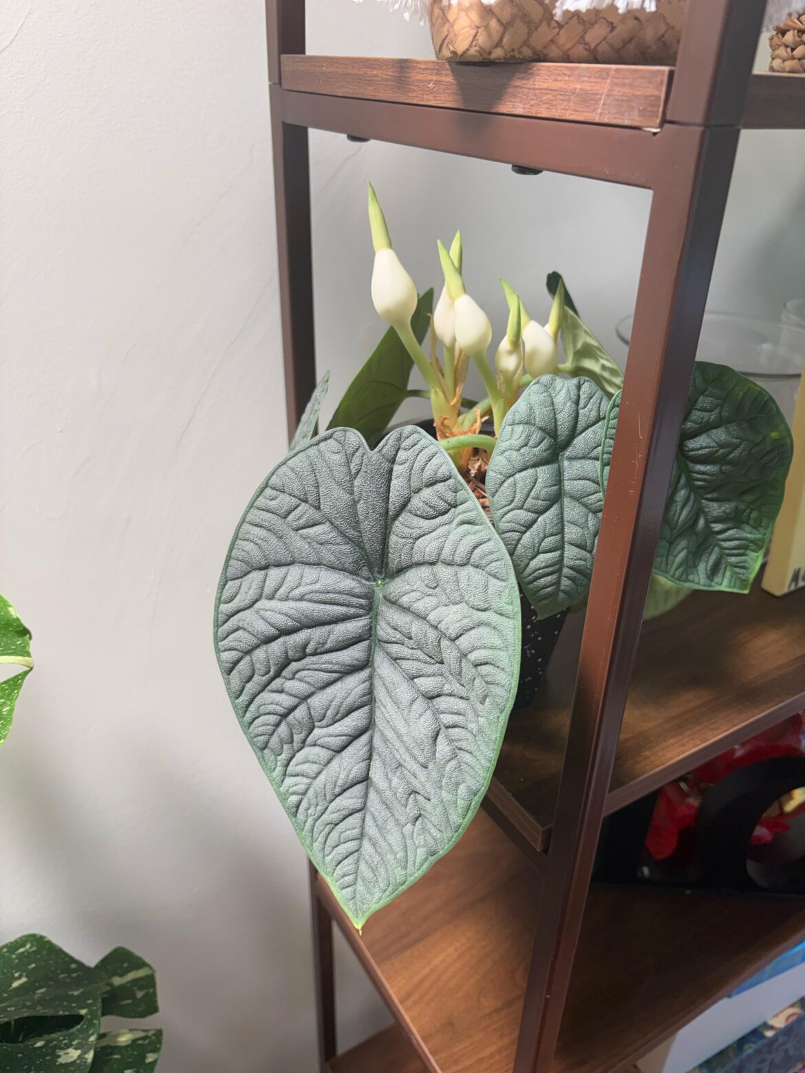 Lots of Blooms!