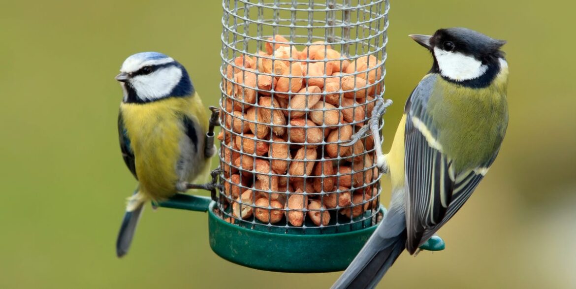 Sprinkle This Spicy Kitchen Staple In Your Garden To Help Boost Bird Numbers Sprinkle This Spicy Kitchen Staple In Your Garden To Help Boost Bird Numbers