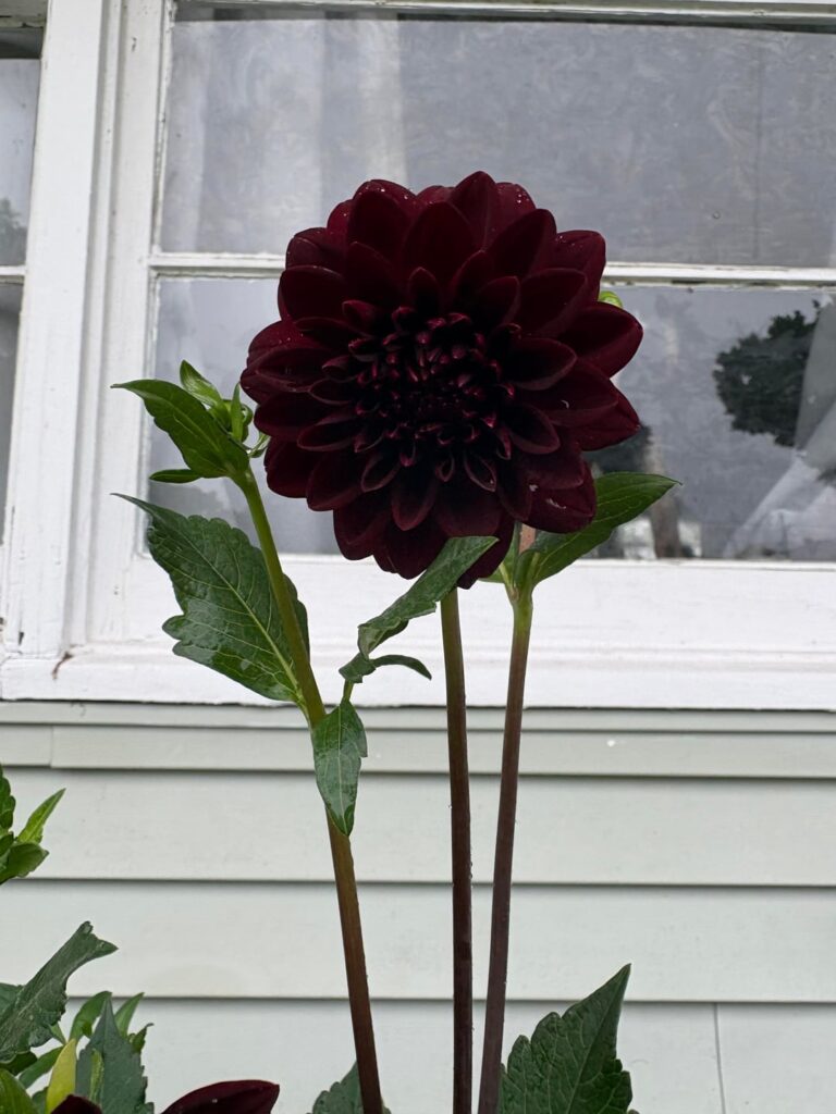 My first ever dahlia!