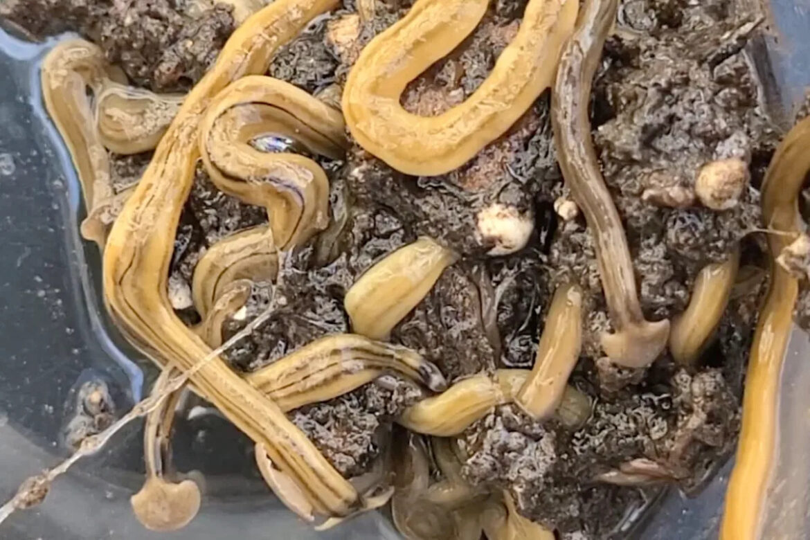 ‘Do not touch’: Gardener shares skin-crawling video of hammerhead worms found in backyard Yahoo lifestyle home