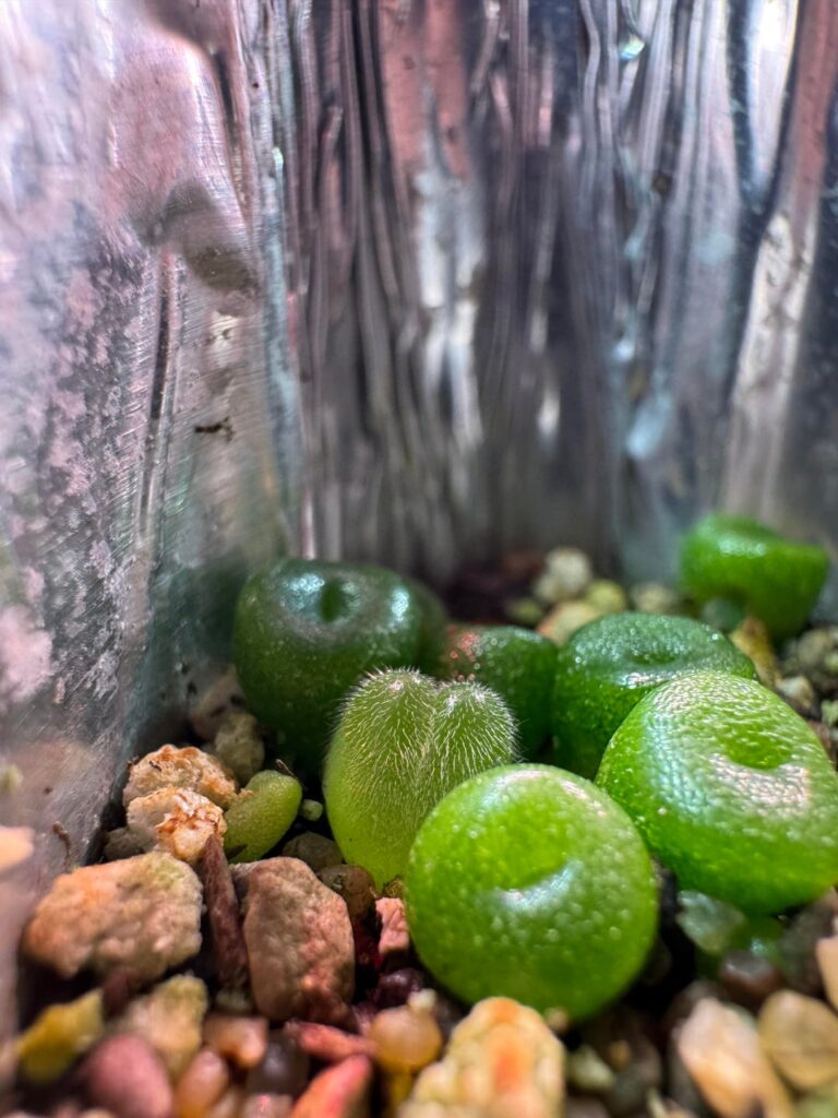 Hairy butts
