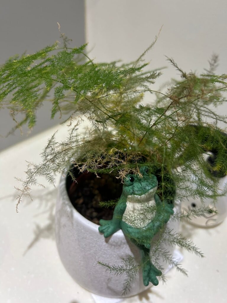 Help Dying plant ☹️ Help Dying plant ☹️