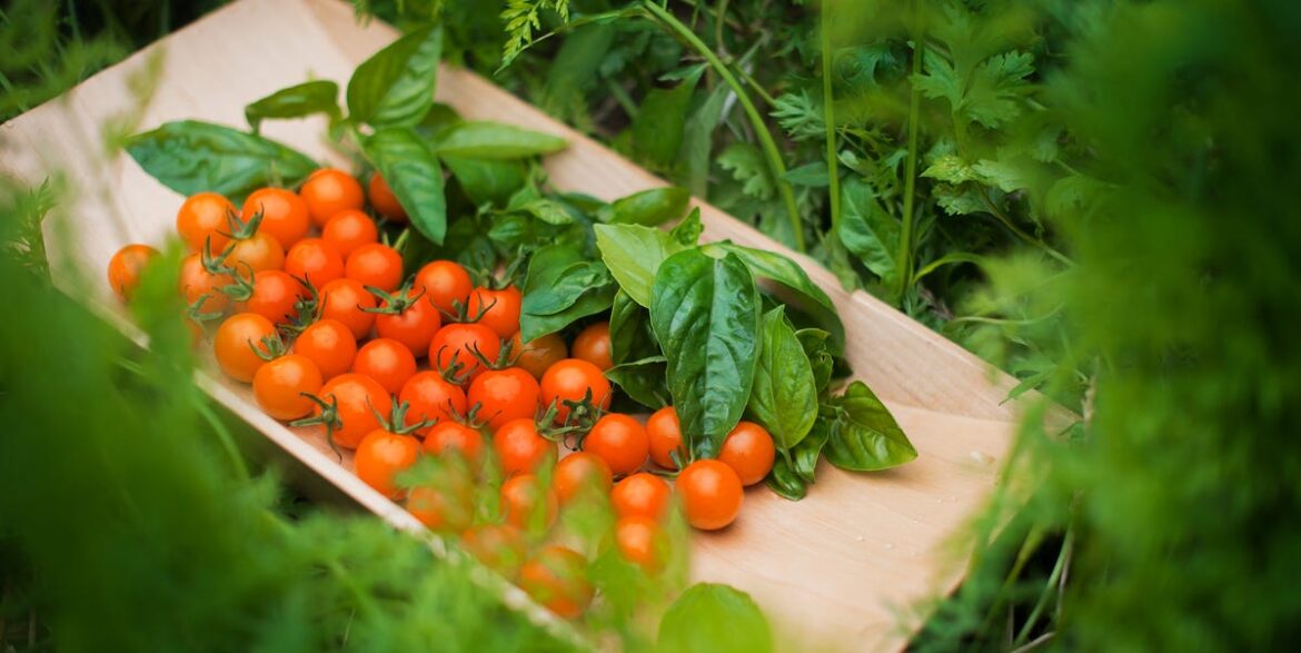 Best Companion Plants for Tomatoes, According to Experts Best Companion Plants for Tomatoes, According to Experts