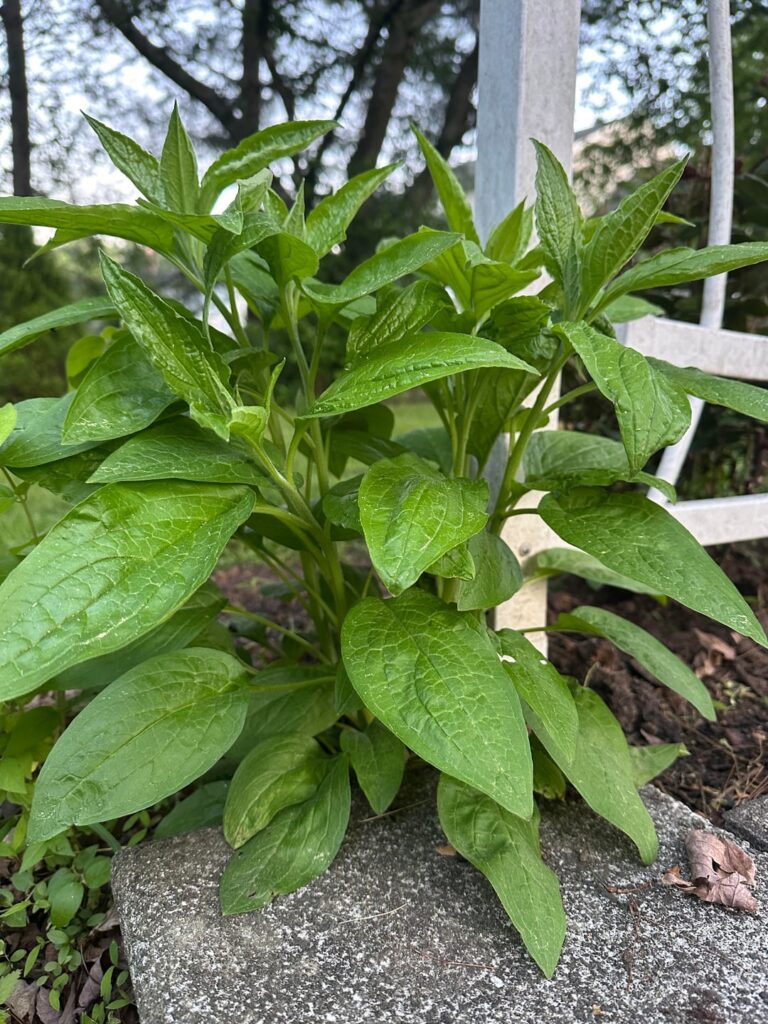 Echinacea or ?
