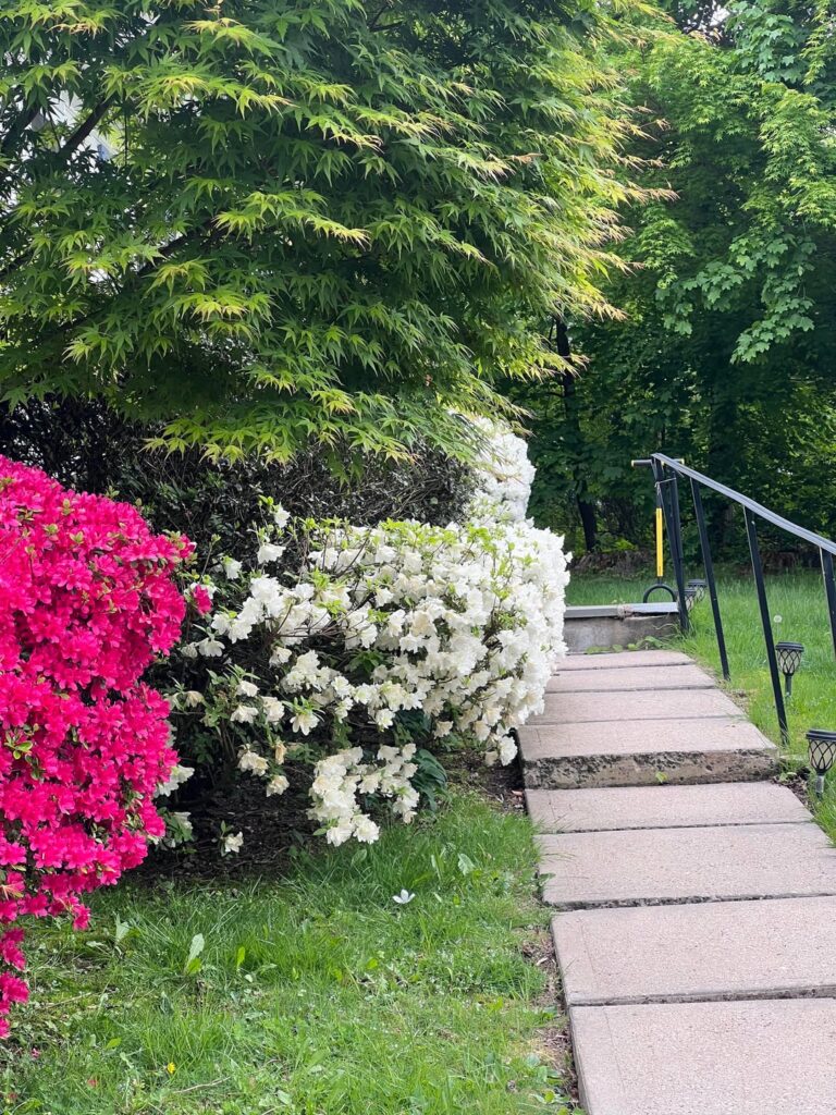 Grafting Azalea