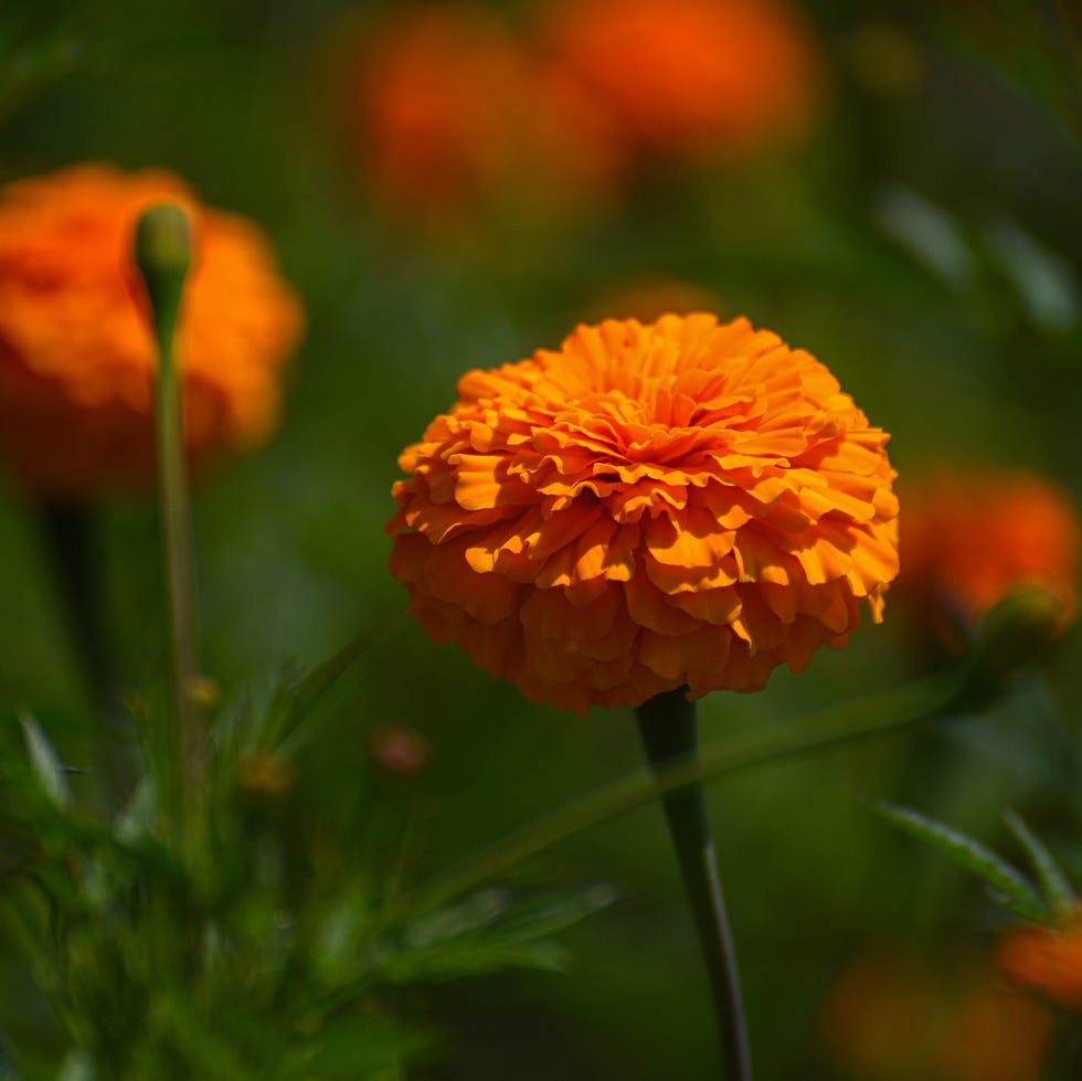 Summer Plants That Thrive On Neglect marigold flowers, one of the main flowers used during the tihar festival, are seen in full bloom on the hills in the outskirts of kathmandu, nepal, on october 17, 2025. locals soon harvest the flowers to make garlands for sale in markets, as they are widely used for decorations during bhai puja and mha puja. according to locals, the bloom is relatively less compared to last year. (photo by safal prakash shrestha/nurphoto via getty images)