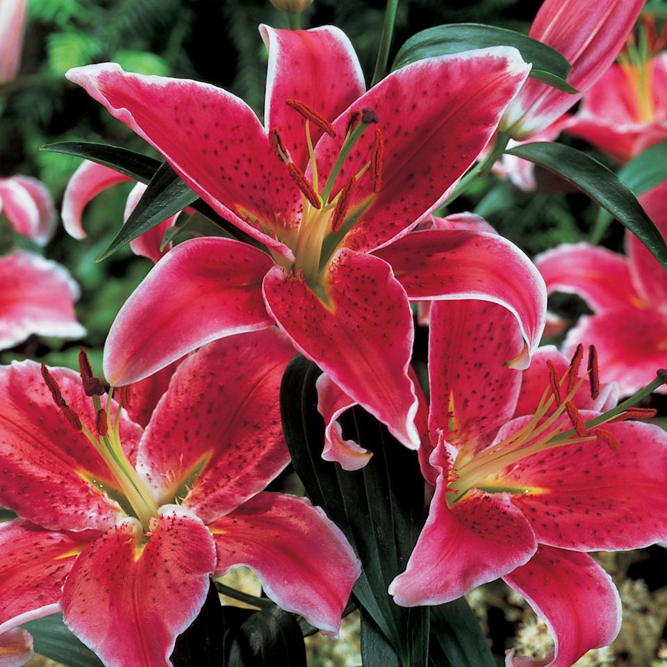 Stargazer Lily Oriental Bulbs