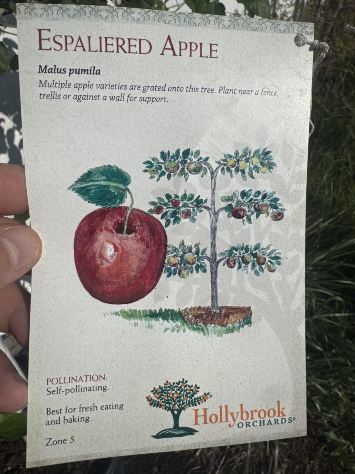 Espalier Apple tree experiences