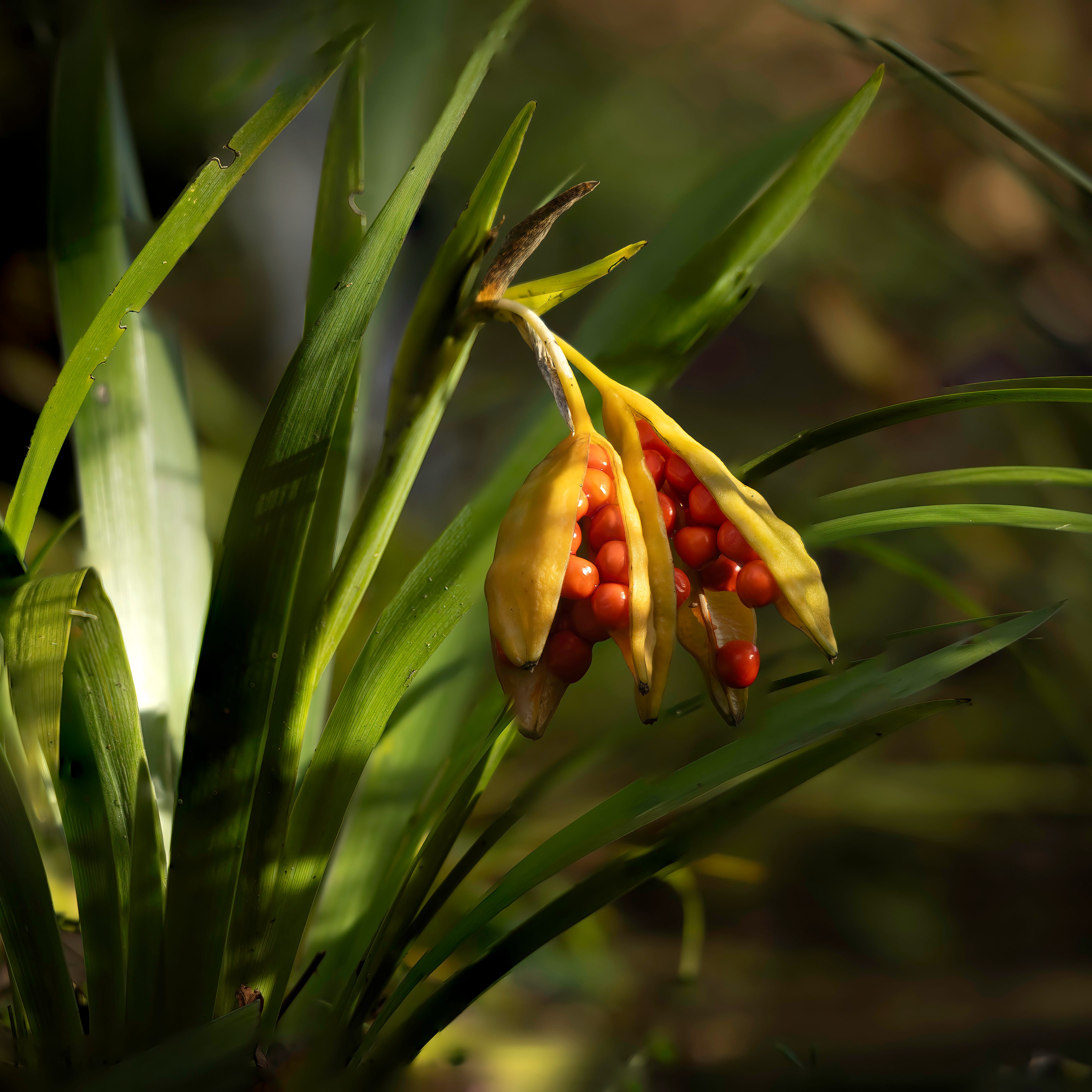 the ripe fruits of the stinking iris