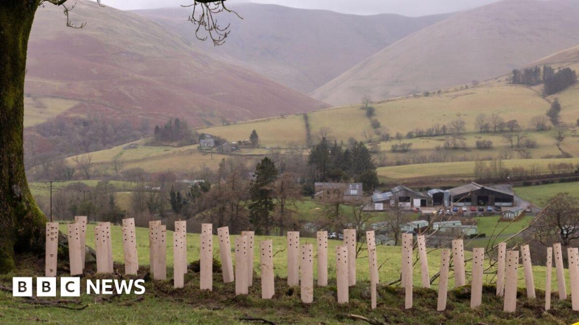 Thousands of trees planted in Lake District hedgerow project Arpund 35 cream tubes around the planted trees which are only just poking out the top. To the left there is a large tree. They are planted on a grassy slope with a farm visible in the valley below. There are hills in the background which are slightly misty. The sky above is grey.