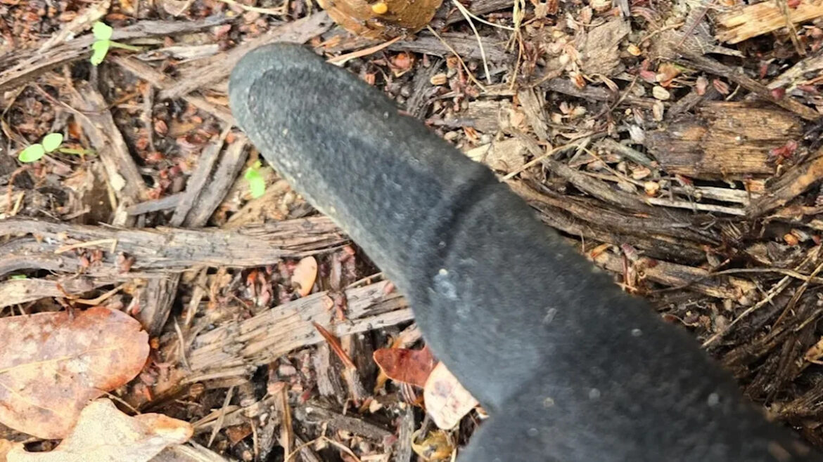 Gardener nearly steps on tiny hatchling so camouflaged it was ‘practically invisible’ Gardener nearly steps on tiny hatchling so camouflaged it was 'practically invisible'