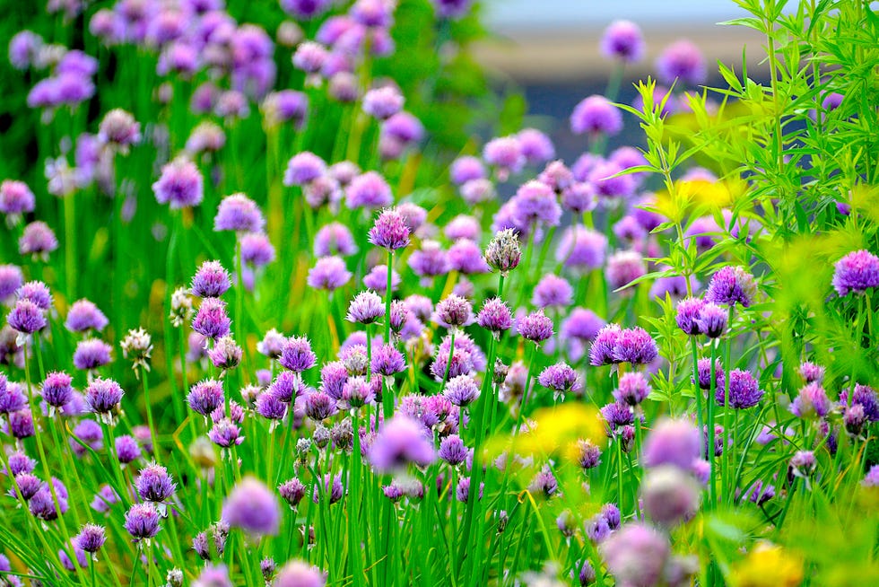 Chive Blossoms Chive flowers blooming in a garden