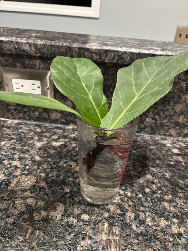 Planting fiddle fig Planting fiddle fig