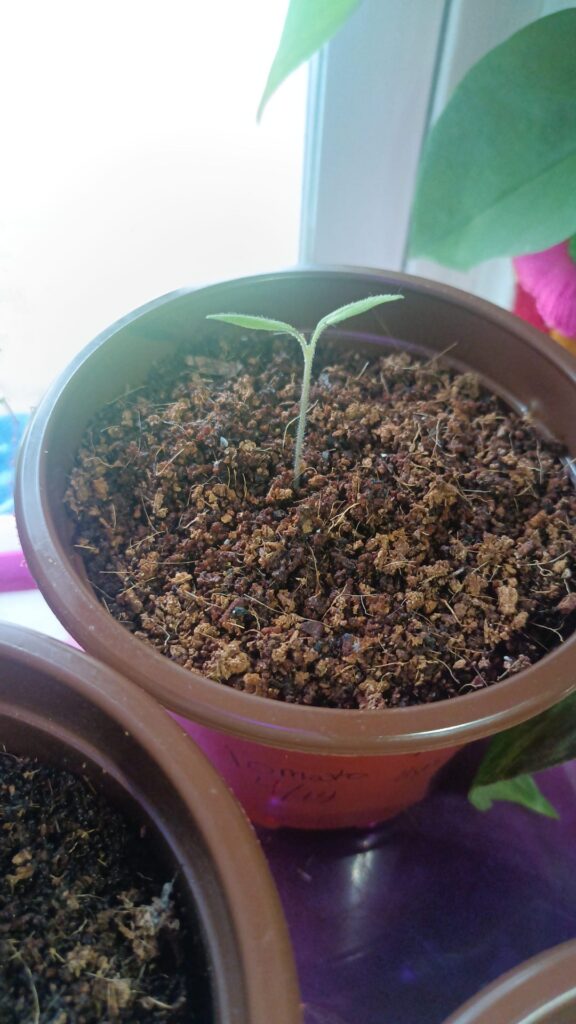 Trichome development in seedlings