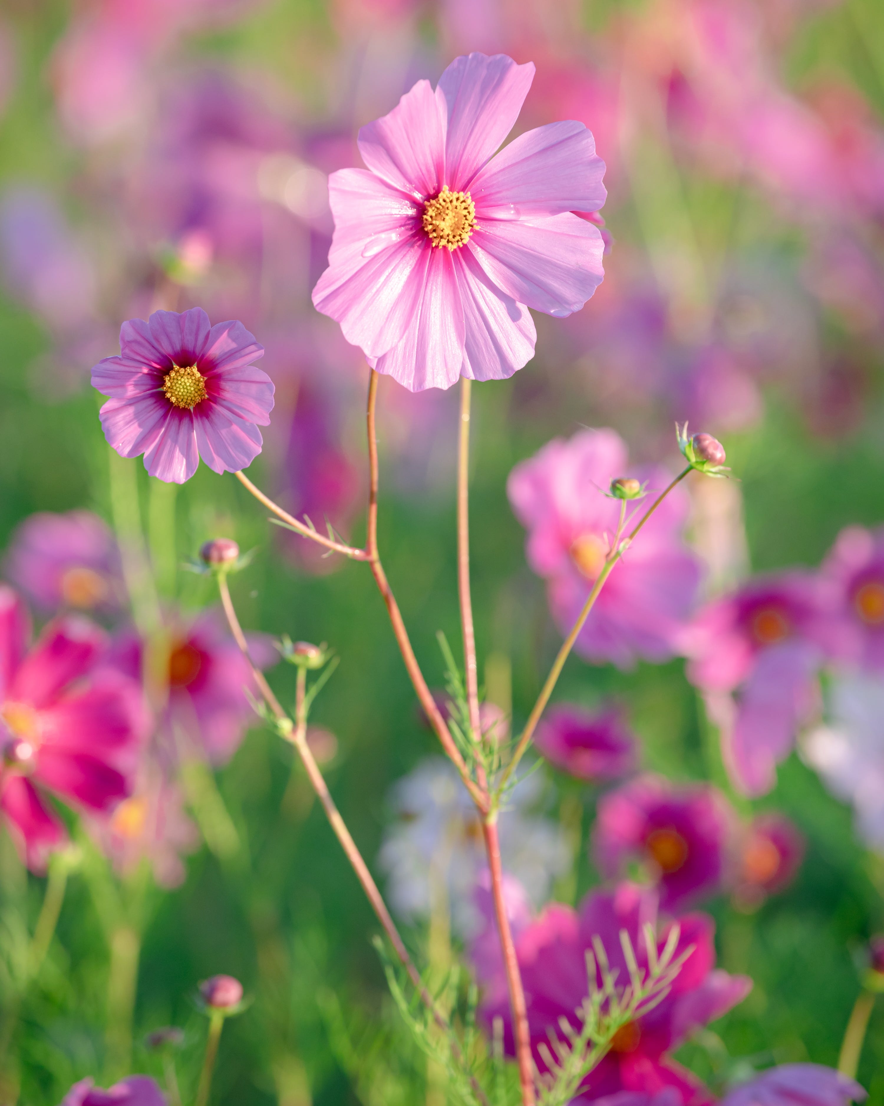cosmos