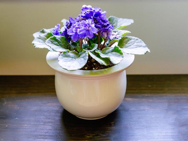 The Best Self-Watering Planter Options